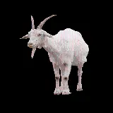 چاپ قاب موبایل و گوشی عکس PNG و دوربری شده بز واقعی سفید کاملا رایگان و بدون زمینه