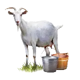 چاپ قاب موبایل و گوشی عکس png بز شیرده سفید گیاهخوار با کیفیت بالا 