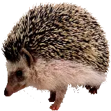 چاپ قاب موبایل و گوشی عکس خارپشت ایرانی یا خارپشت برانت Paraechinus hypomelas