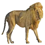 چاپ قاب موبایل و گوشی PNG نیم رخ شیر سلطان جنگل