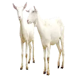 چاپ قاب موبایل و گوشی دانلود عکس PNG بزهای واقعی سفید گیاه خوار 