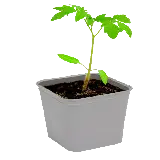 چاپ قاب موبایل و گوشی عکس PNG بوته گوجه فرنگی در گلدان سفید مربعی