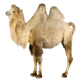 چاپ قاب موبایل و گوشی عکس دور بری شده شتر دو کوهانه پشمالوی سفید