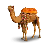 چاپ قاب موبایل و گوشی عکس زیبا از شتر مخصوص حمل بار و سواری با فرمت png