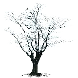 چاپ قاب موبایل و گوشی عکس PNG پی ان جی درخت برفی دوربری شده و بدون زمینه