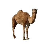 چاپ قاب موبایل و گوشی دانلود طرح لایه باز شتر با فرمت PNG