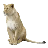 چاپ قاب موبایل و گوشی دانلود عکس پی ان جی شیر ماده واقعی برای پروفایل