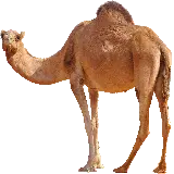 چاپ قاب موبایل و گوشی عکس بدون زمینه جدید شتر با کوهان پشمی و گردن بلند و کشیده