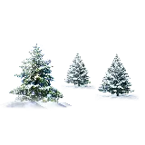 چاپ قاب موبایل و گوشی زیباترین تصویر پی ان جی PNG درخت های کاج برفی بدون زمینه 