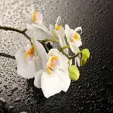 چاپ قاب موبایل و گوشی عکس گل ارکیده Orchids سفید با کیفیت بالا