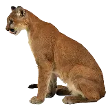 چاپ قاب موبایل و گوشی عکس PNG ماده شیر نشسته روی زمین از نیم رخ
