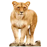 چاپ قاب موبایل و گوشی عکس دوربری شده شیر ماده روی تنه درخت با بهترین کیفیت