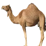 چاپ قاب موبایل و گوشی فایل پی ان جی جالب و دیدنی نیم رخ شتر برای طراحی و ادیت