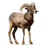 چاپ قاب موبایل و گوشی زیباترین تصویر PNG دور بری شده بدون زمینه بز واقعی قهوه ای کمرنگ 