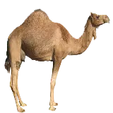 چاپ قاب موبایل و گوشی فایل دور بری شده شتر نر بزرگ قهوه ای برای کارهای گرافیکی