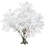 چاپ قاب موبایل و گوشی عکس PNG درخت برفی دوربری شده و بدون بک گراند و زمینه