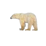 چاپ قاب موبایل و گوشی PNG و عکس دور بریده شده خرس سفید بزرگ از فاصله دور