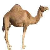 چاپ قاب موبایل و گوشی عکس شتر قهوه ای تک کوهانه قهوه ای با فرمت PNG