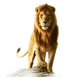 چاپ قاب موبایل و گوشی تصویر شگفت انگیز شیر نر با یال های طلایی و فرمت پی ان جی