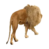 چاپ قاب موبایل و گوشی عکس قدم زدن شیر نر لاغر از پشت سر با کیفیت بالا