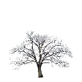 چاپ قاب موبایل و گوشی تصویر جدید و جالب درخت برفی با فرمت PNG پی ان جی