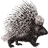 چاپ قاب موبایل و گوشی عکس دور بری شده جذاب خار پشت کوهی خاکستری برای فتوشاپ