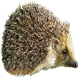 چاپ قاب موبایل و گوشی تصویر Hedgehog PNG خارپشت و جوجه تیغی با پس زمینه شفاف