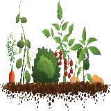 چاپ قاب موبایل و گوشی عکس PNG فانتزی بوته های مختلف سبز درکنار بوته گوجه فرنگی