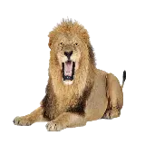 چاپ قاب موبایل و گوشی PNG ساده و شیک شیر نر در حال غرش