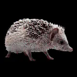 چاپ قاب موبایل و گوشی جوجه تیغی گونه‌ای خارپشت از سرده خارپشت‌های بیابانی