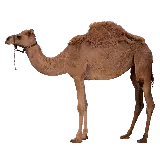چاپ قاب موبایل و گوشی عکس قشنگ شتر با پاهای بلند و کوهان پشمی با فرمت پی ان جی