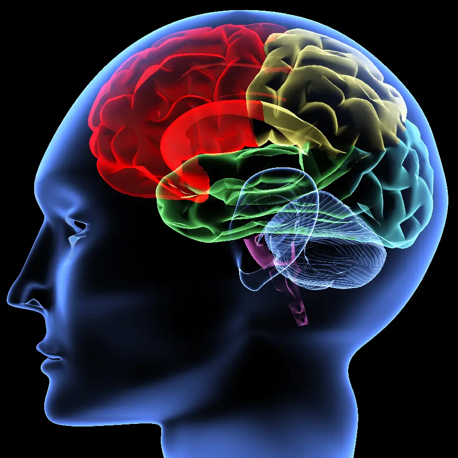 عکس مغز انسان برای مقاله ها و تحقیقات پزشکی