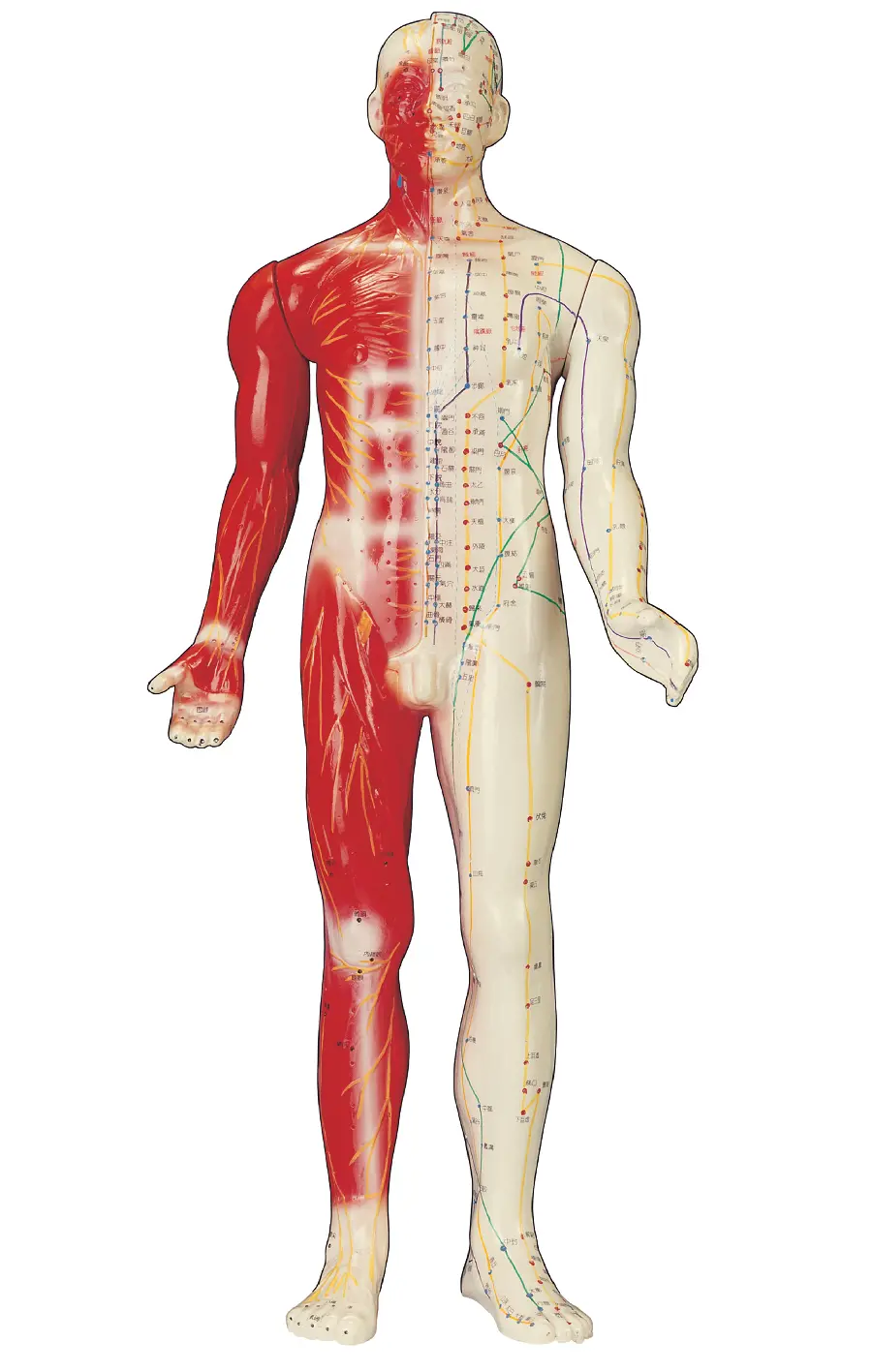 عکس مولاژ بدن انسان برای تحقیقات علمی و پزشکی