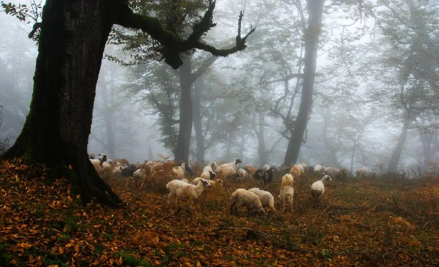 دانلود تصویر پاییزی گله گوسفندها در حال چریدن