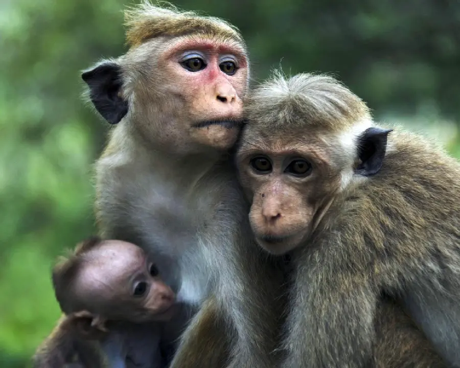 عکس میمون و بچه اش