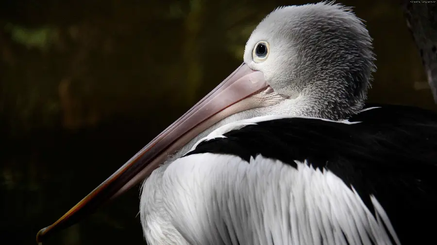 دانلود تصاویر پرندگان بومی استرالیا