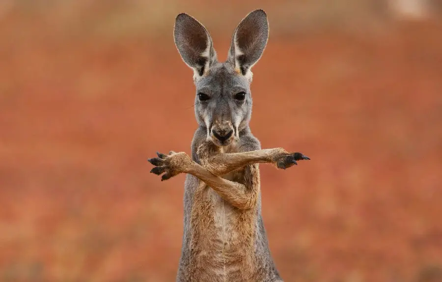 حیوانات استرالیا عکس پروفایل بامزه کانگرو