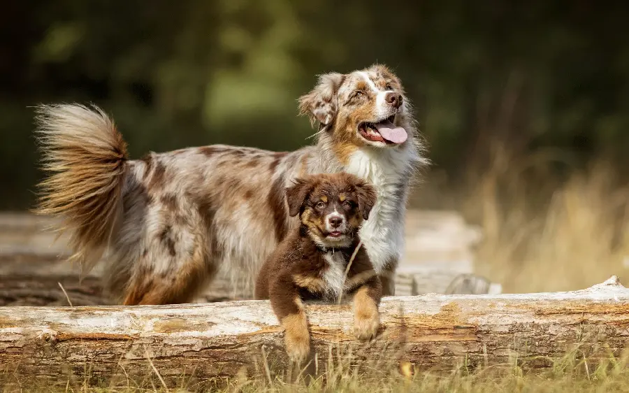 تصویر زمینه سگ‌های استرالیایی