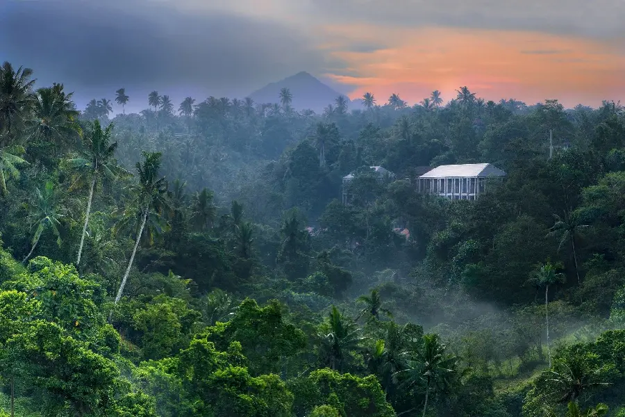عکس جنگل‌های سرسبز در بالی اندونزی