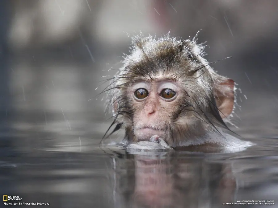 والپیپر بچه میمون در داخل رودخانه