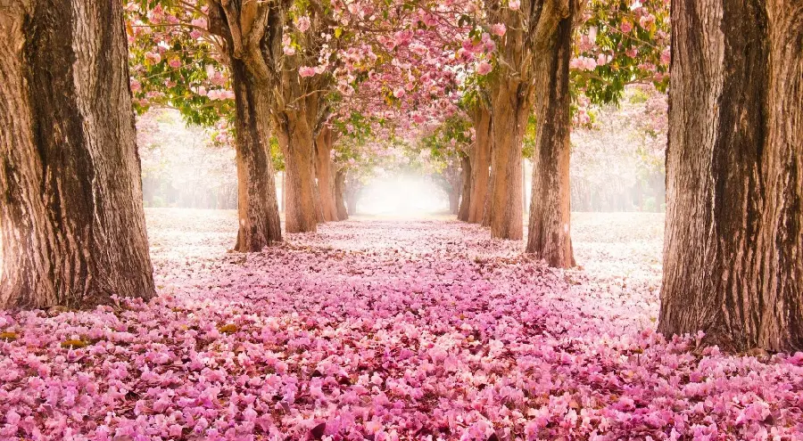 فصل بهار