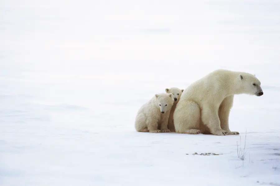 عکس شگفت‌انگیز حیات وحش جهان با فیل های قطبی