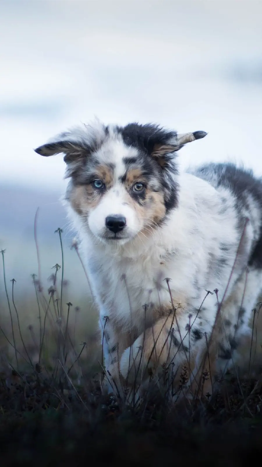 بک گراند خوشگل با چشمان آبی از سگ شپرد استرالیایی