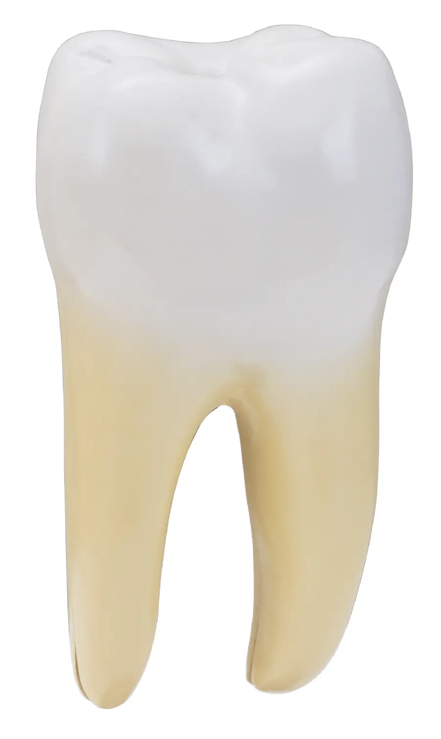 عکس مولاژ دندان در پس زمینه سفید