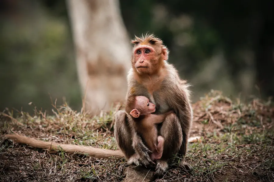 عکس میمون خنده دار برای پروفایل