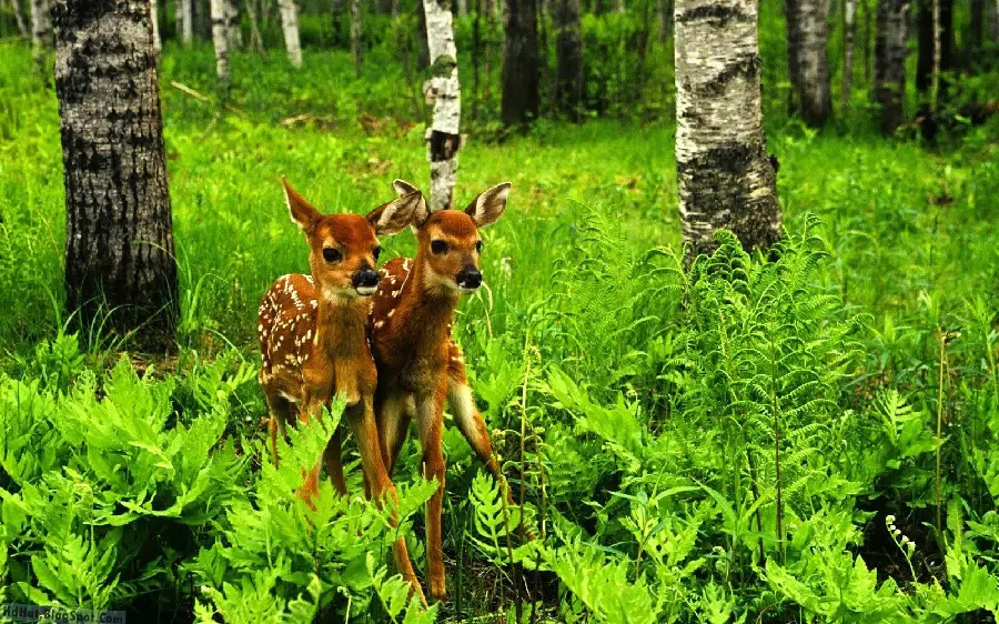 دانلود رایگان عکس پروفایل بچه آهوهای بامزه و خوشگل در جنگل سرسبز