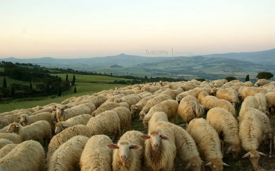 تصویر گله گوسفندهای سفید و پشمالو در حال چریدن با کیفیت بالا و اچ دی