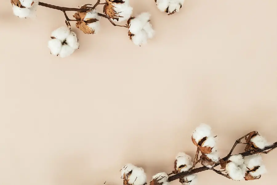 دانلود بک گراند ساده و مینیمال با گل‌های پنبه سفید ساده برای نوشتن متن حاشیه طبیعی