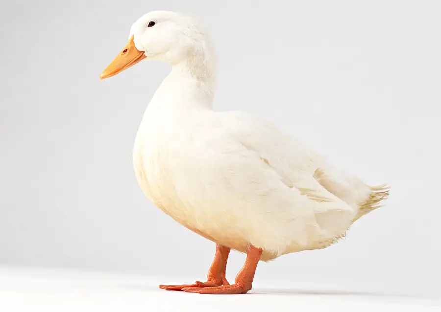 عکس آتلیه ای حیوانات اردک سفید