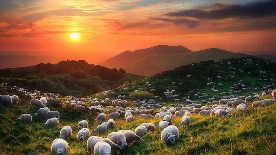 تصویر گله گوسفندها و غروب خورشید در حال چریدن در مرتع سرسبز برای تصویر زمینه کامپیوتر و لپ تاپ